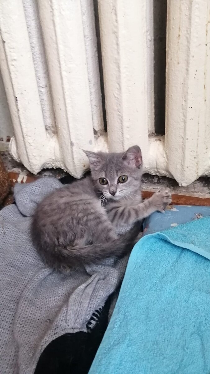 Котенок дрожит. Гифки с котиками. Фото любимая буся. Кот трясет попой. Кот трясется.