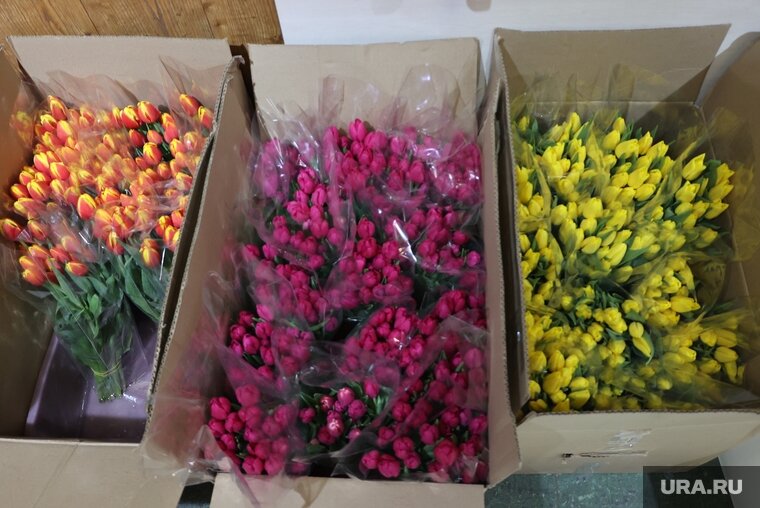    В Ноябрьске возник ажиотажный спрос на тюльпаны