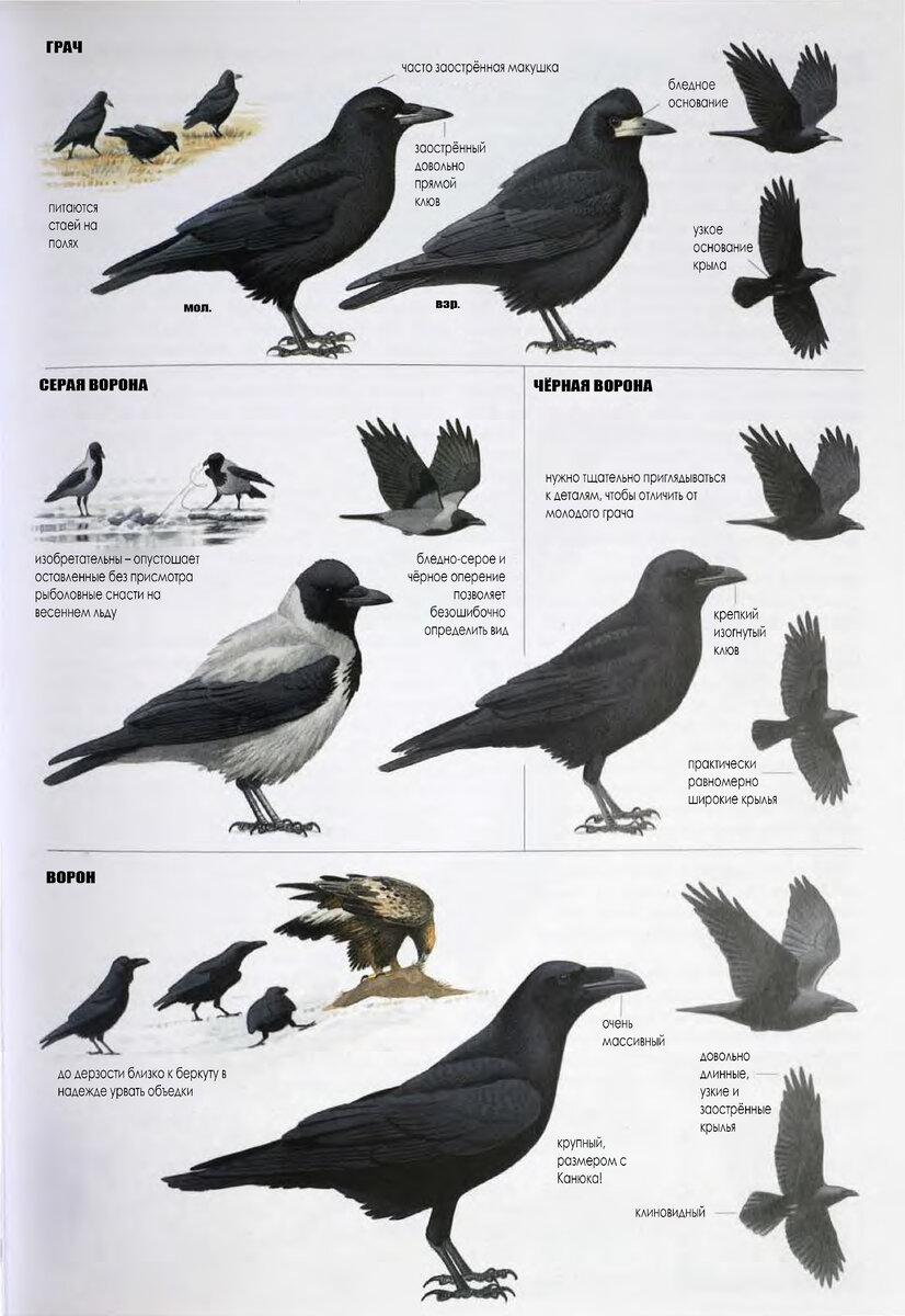 Как отличить ворона от вороны