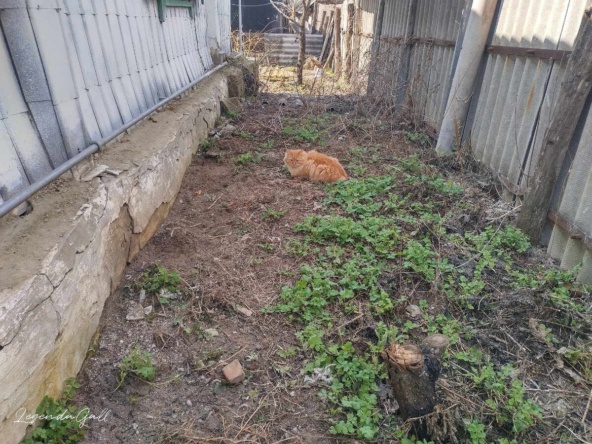 И выкопать, тоже с корнями, весь чистотел. Ширик в помощниках ))