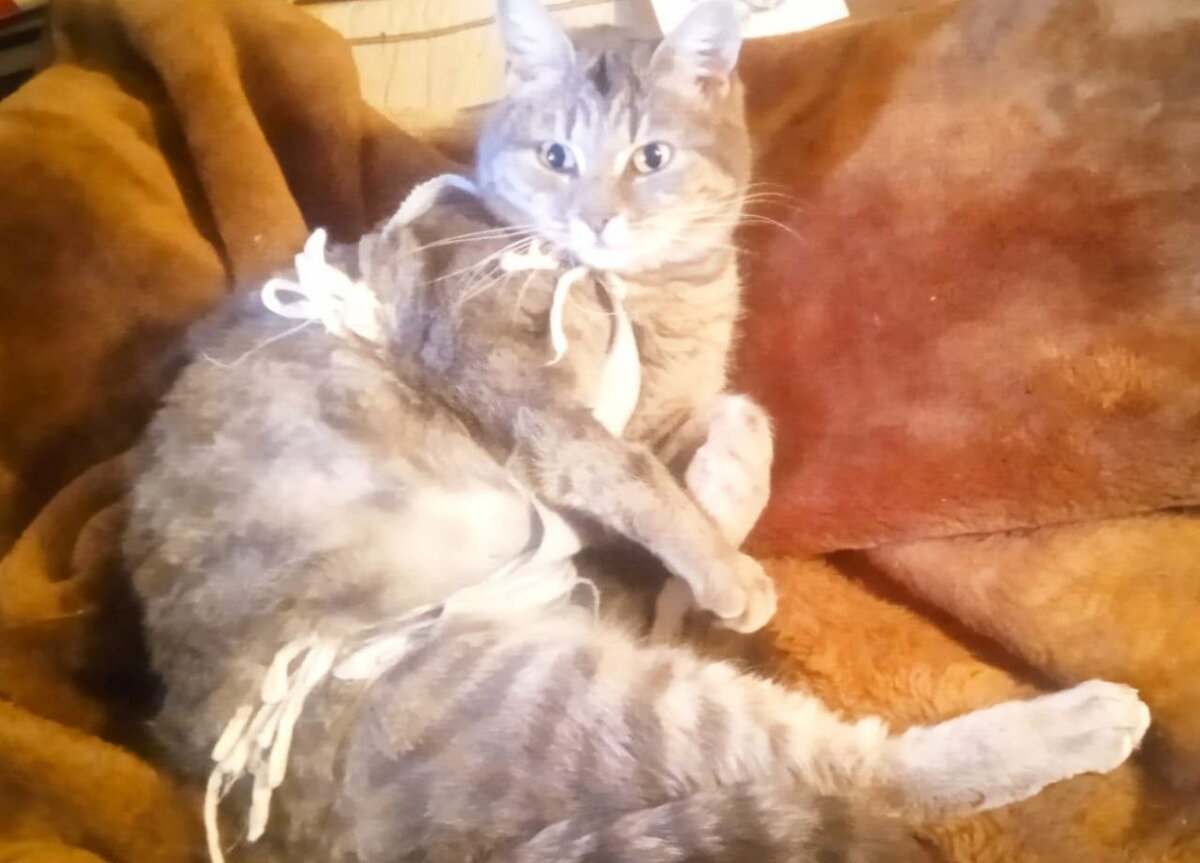 Кошка, которую Яна возила на стерилизацию 