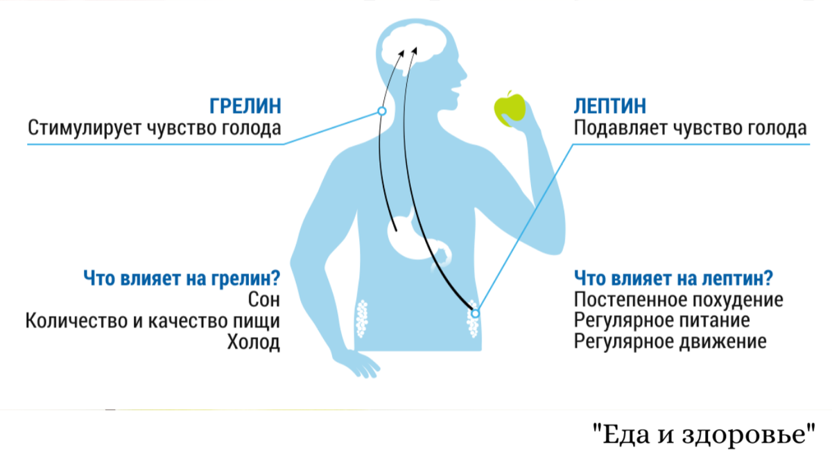 Грилин. Гормон голода и гормон насыщения. Лептин и грелин гормоны. Лептин гормон голода. Гормон голода лептин и грелин.