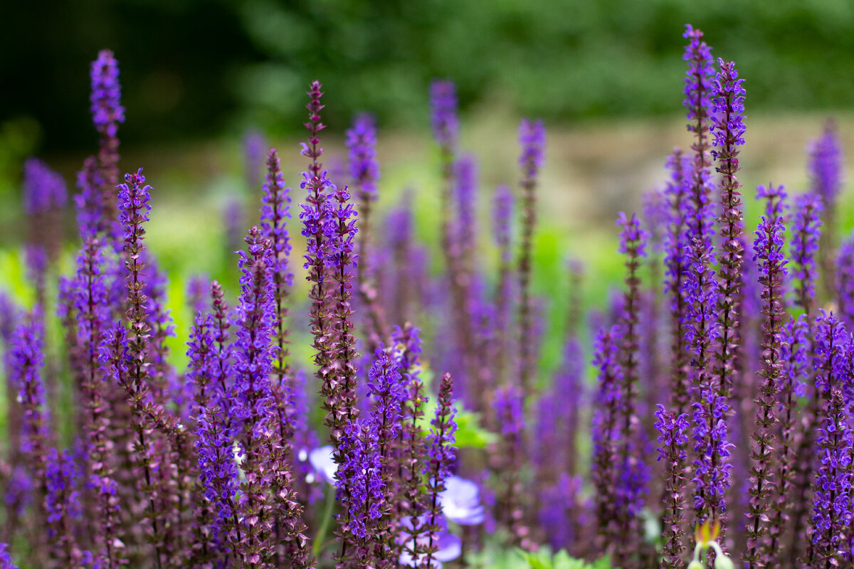   Фото: istockphoto.com/Robert Knapp