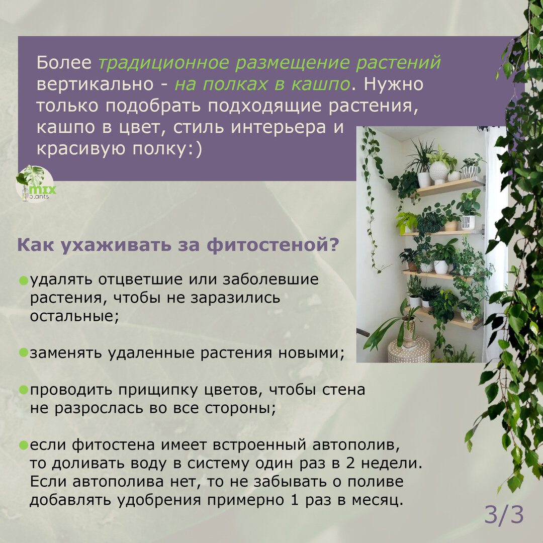 Вертикальное озеленение при помощи фитостен | Mixplants | Дзен