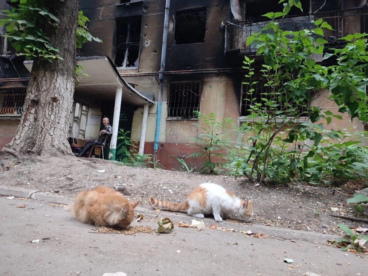 Коты и война