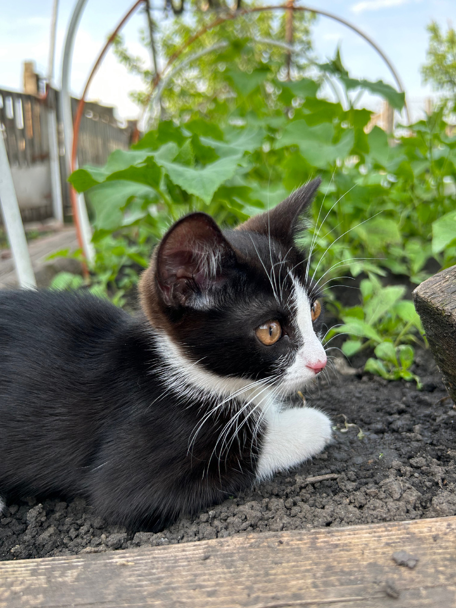 Это котёнок Муся она девочка!