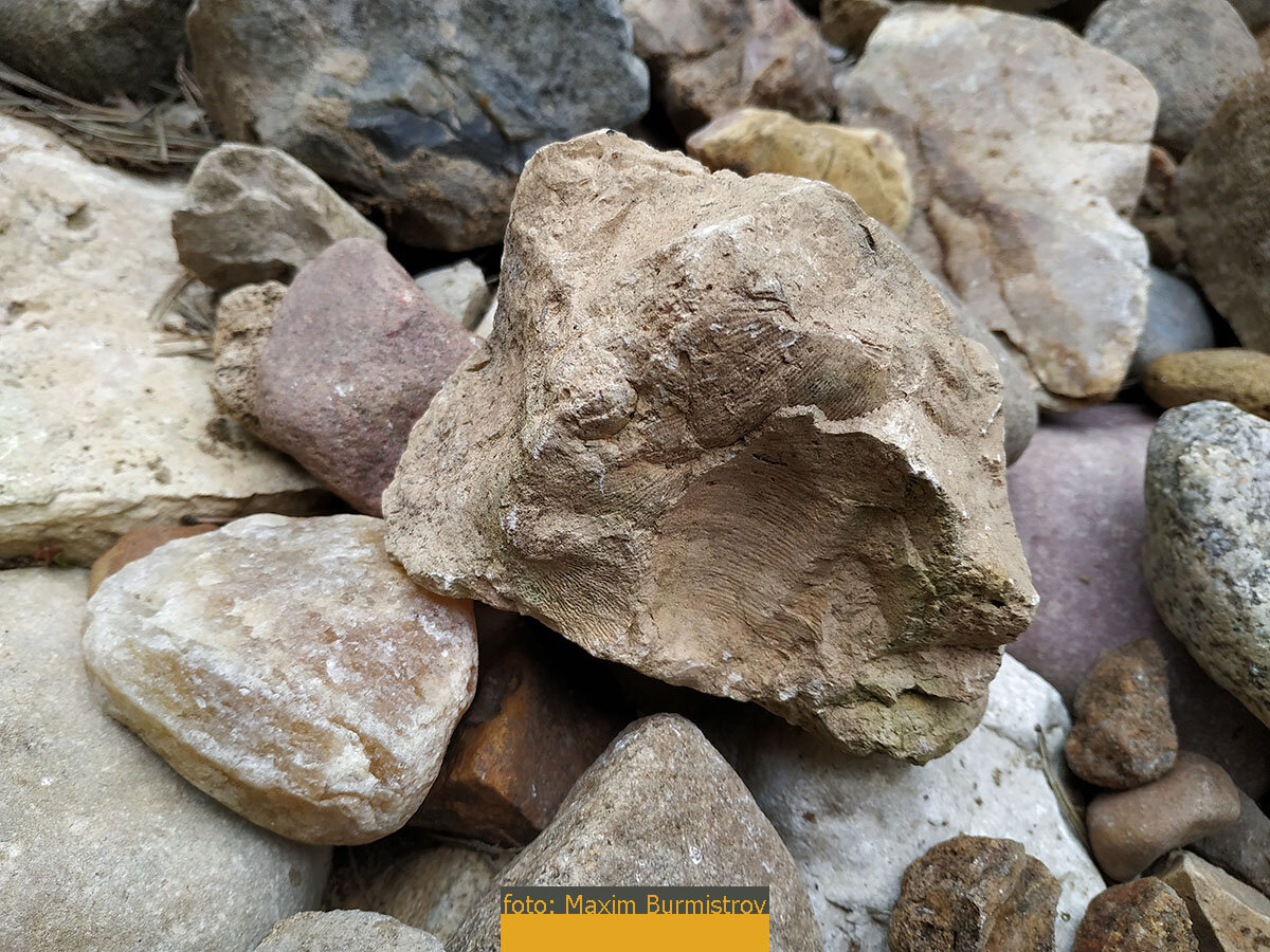 Сразу множество створок моллюсков запечатлелось в камне.