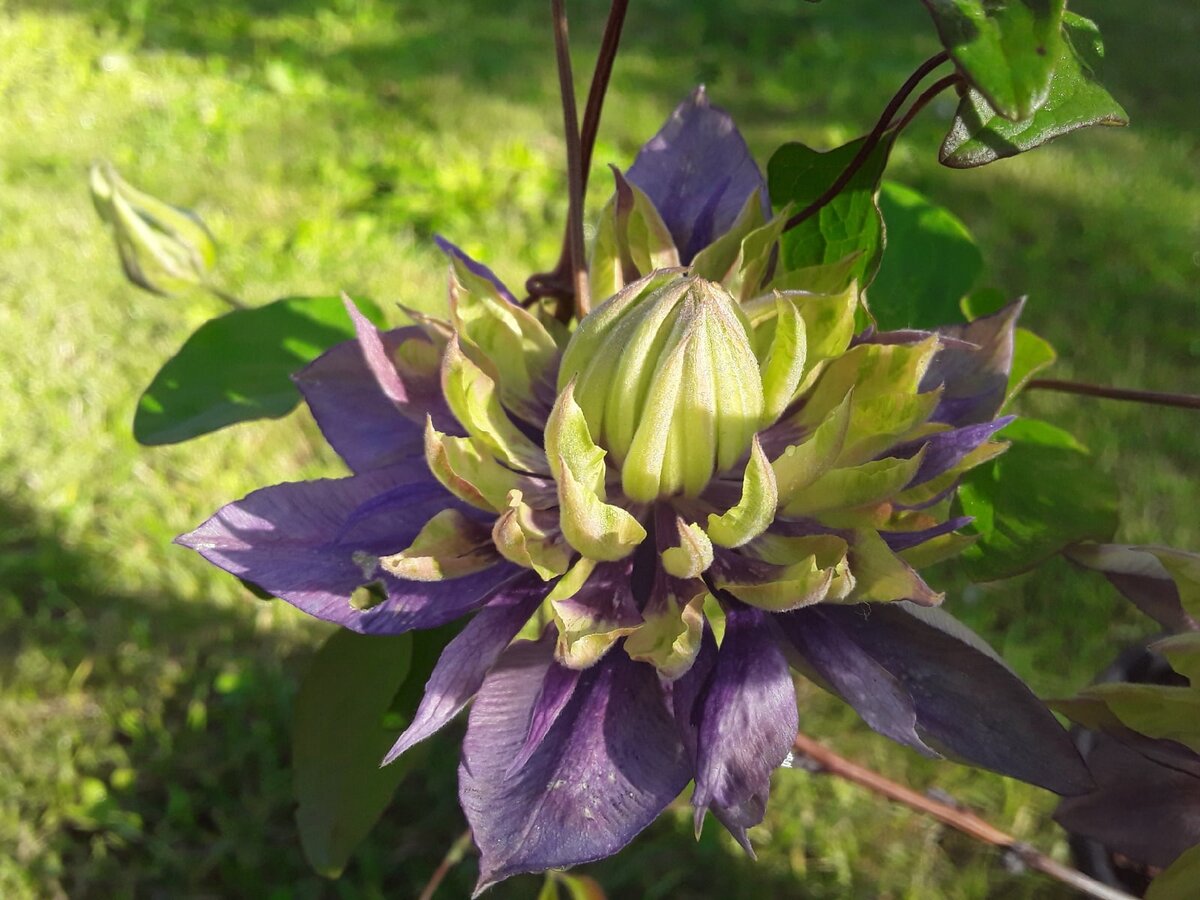 Клематис Taiga - первые цветки