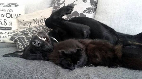 Мису и Кассу. Источник фото: https://zooclub.ambebi.ge/zuu/saintereso/521-labradoris-siyvarulis-gamo-kata-sakhlidan-gaiqca.html