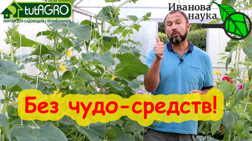 СПАСАЮ ОГУРЦЫ от МУЧНИСТОЙ РОСЫ и ПЕРОНОСПОРОЗА без чудо-средств, а доступными продуктами.