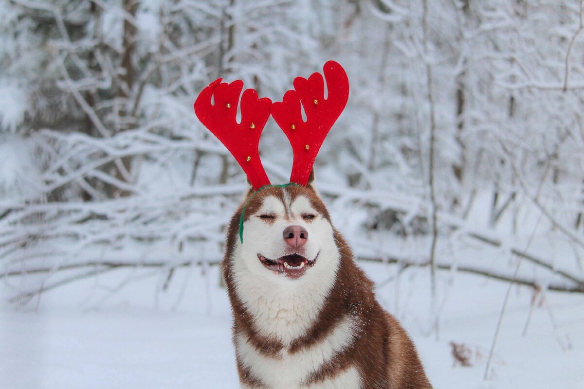 Мне очень повезло с заводчиком Игоря, вот уже семь лет дружим и я твердо уверена, что если со мной что-то случится, то собака поедет в дом, где родилась