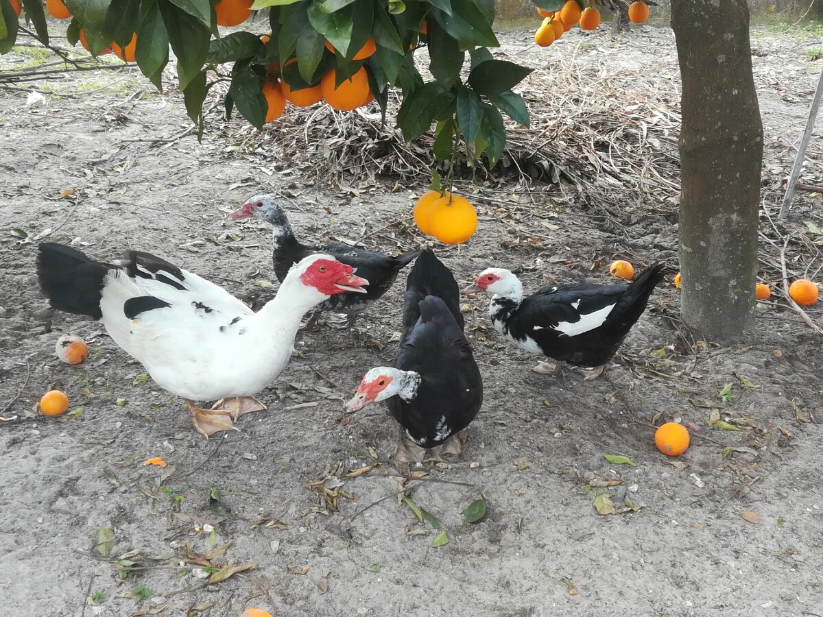 Одна из семей индоуток: селезень и три утки