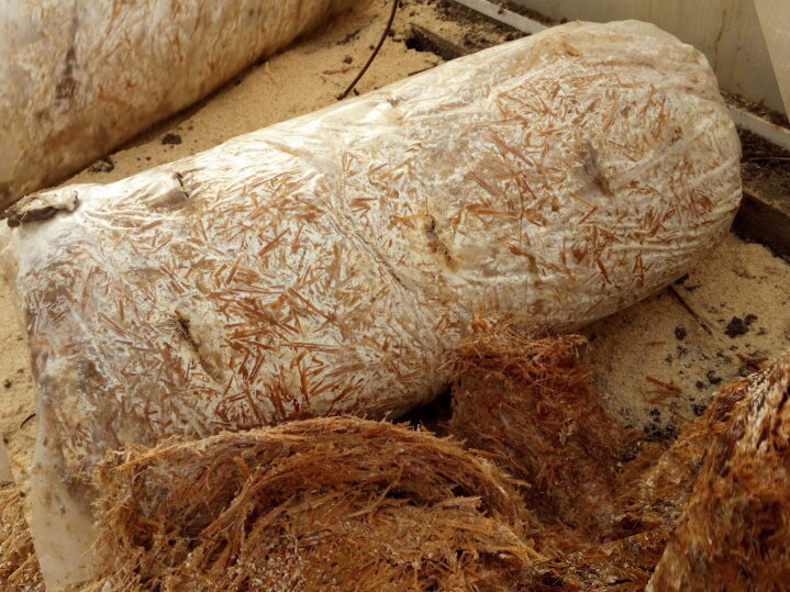 Отработанный субстрат вешенки. Фото из сети, свободного доступа.