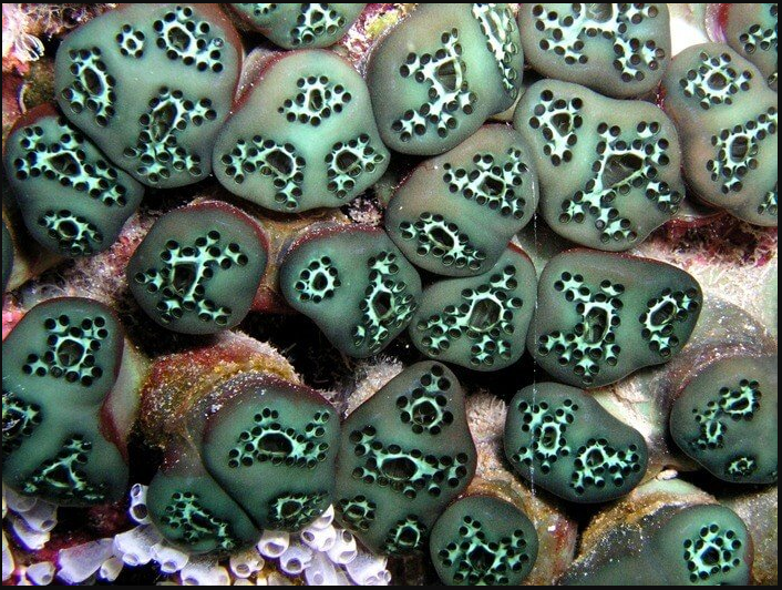 Pyura chilensis - живые морские камни