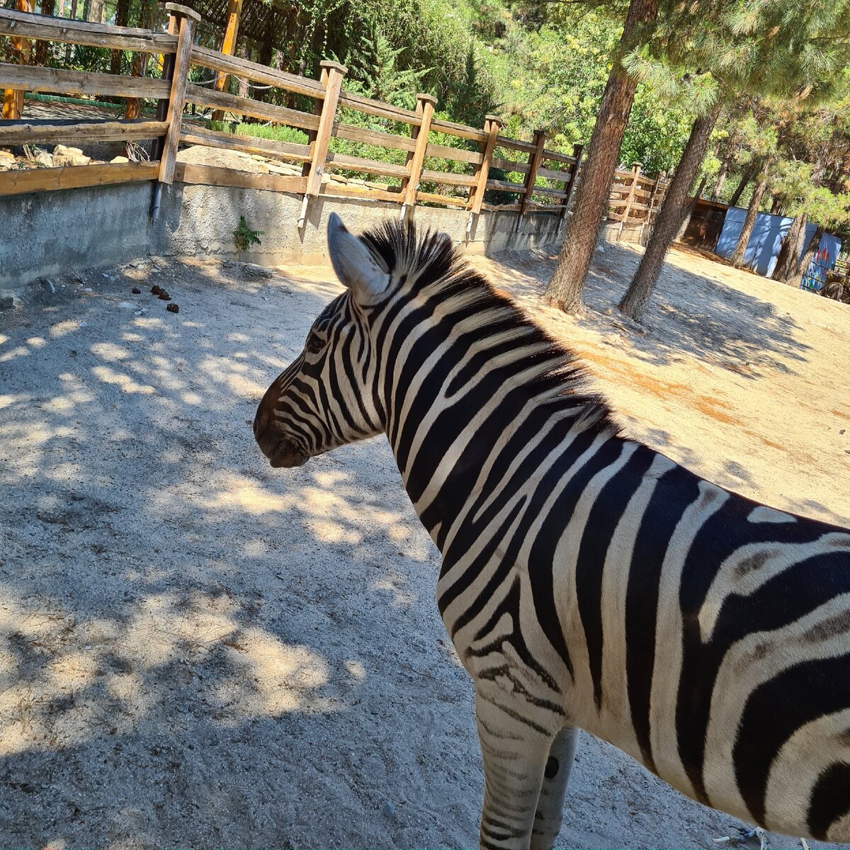 зебра в Сафари парке