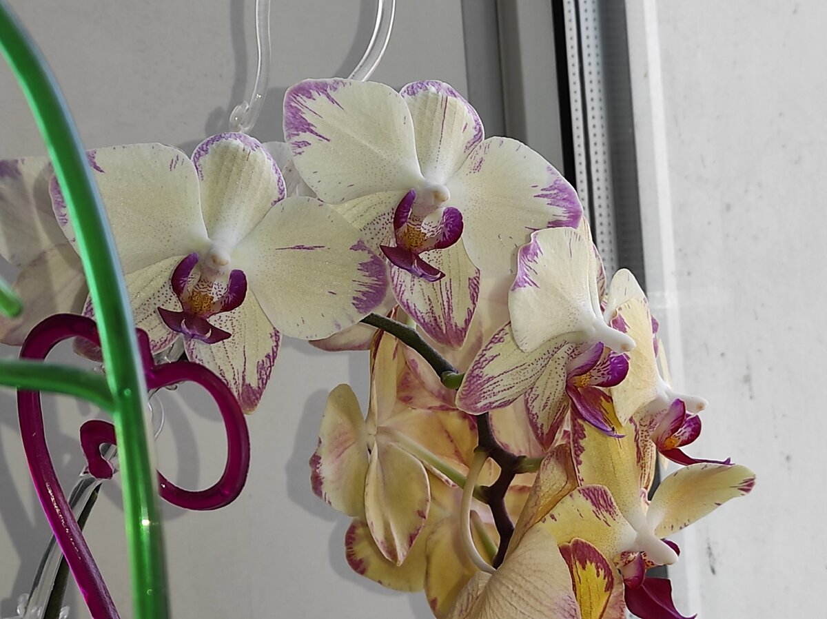 Орхидеи из разных стран - Некоммерческая ассоциация любителей орхидей