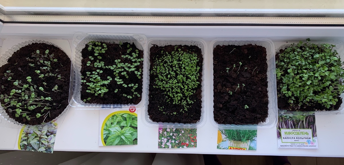 Моя рассада 🌱 сегодня