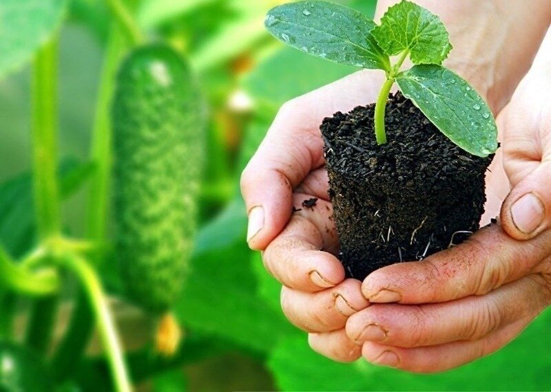 Источник фото https://www.instagram.com/p/CKvmQ1rHbQF/