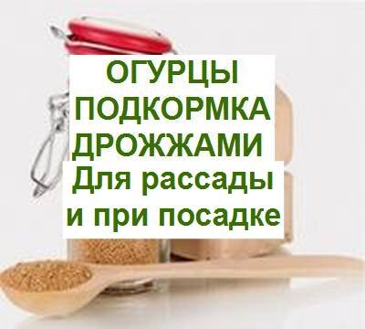 как подкормить огурцы дрожжами