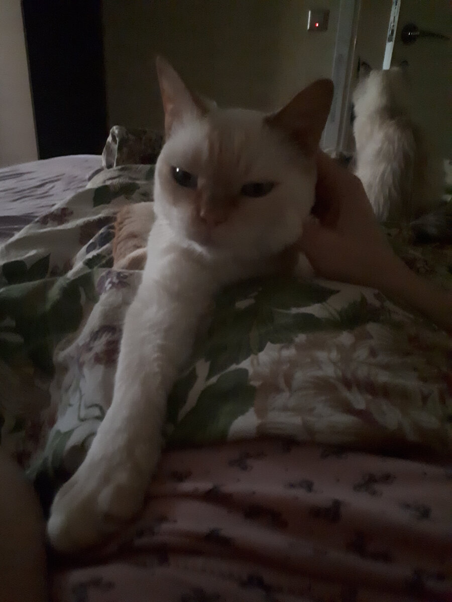 Мой зайка... Лапу дает целовать)))