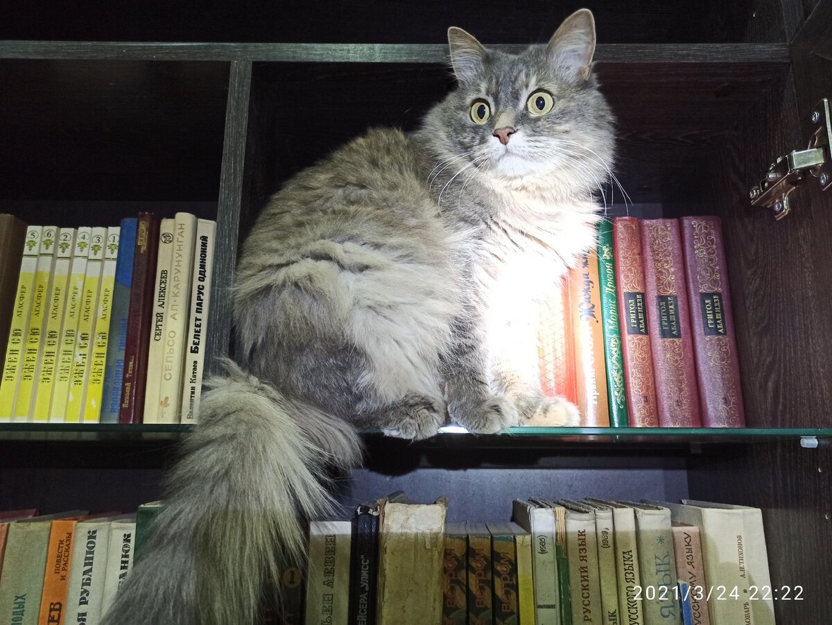 Маняха на книжной полке