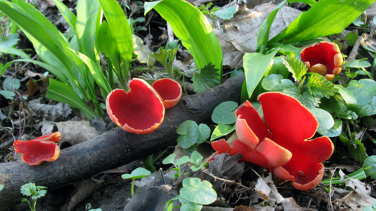 Саркосцифа в черемше (фото пользователя Waleri)