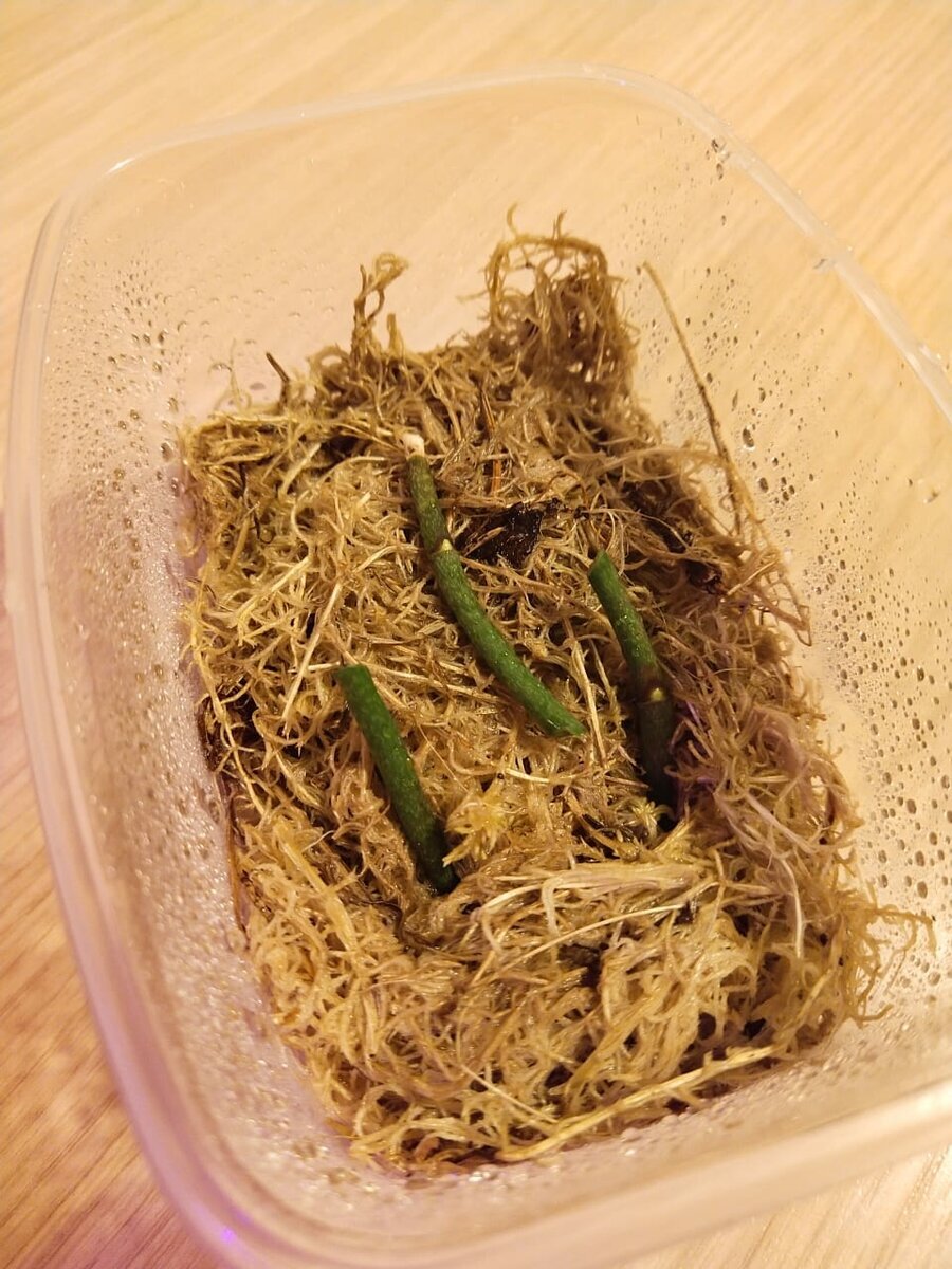 Декабрь 2020.