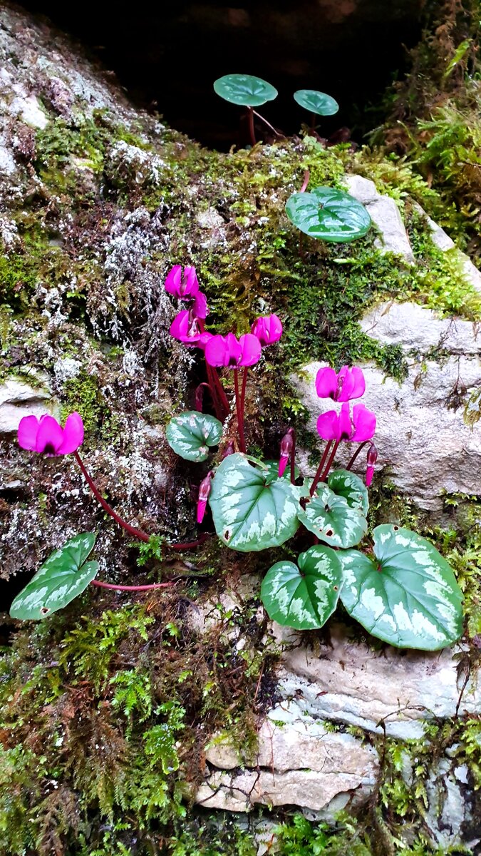 Февраль в горах 