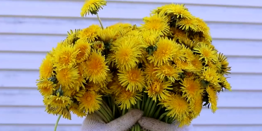 Бумага из одуванчиков. Мой опыт