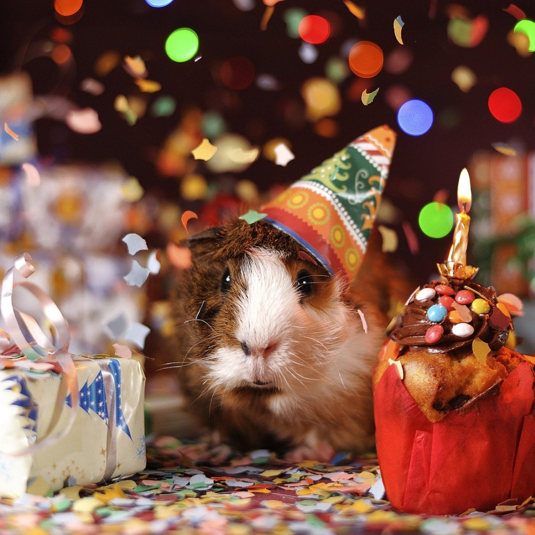 Смешная подборка как поздравить с днем рождения