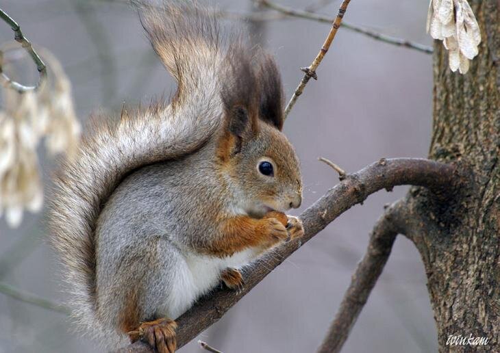 Белка обитает на всей территории России