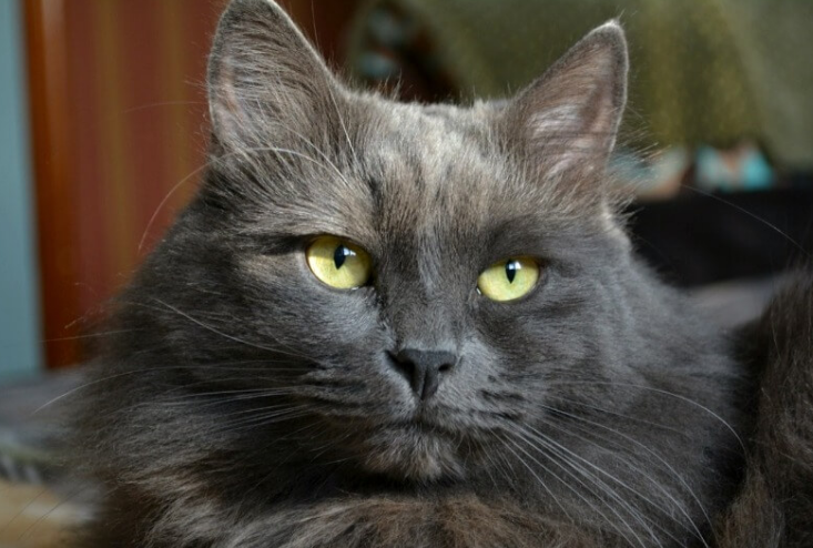 El gato Nebelung