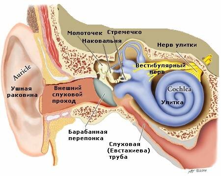 Вестибулярная система.