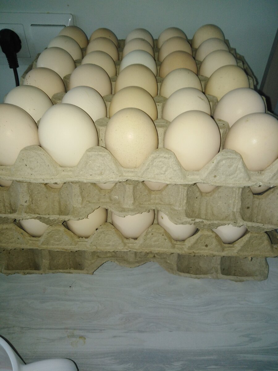 120 будущих бройлеров