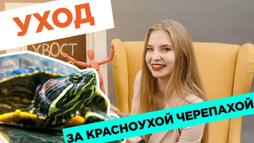 Как заботиться о красноухой черепахе?