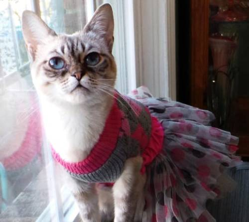 Польза одежды для кошек