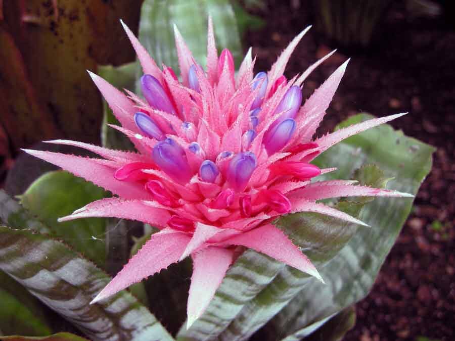 Эхмея  - необычное растение