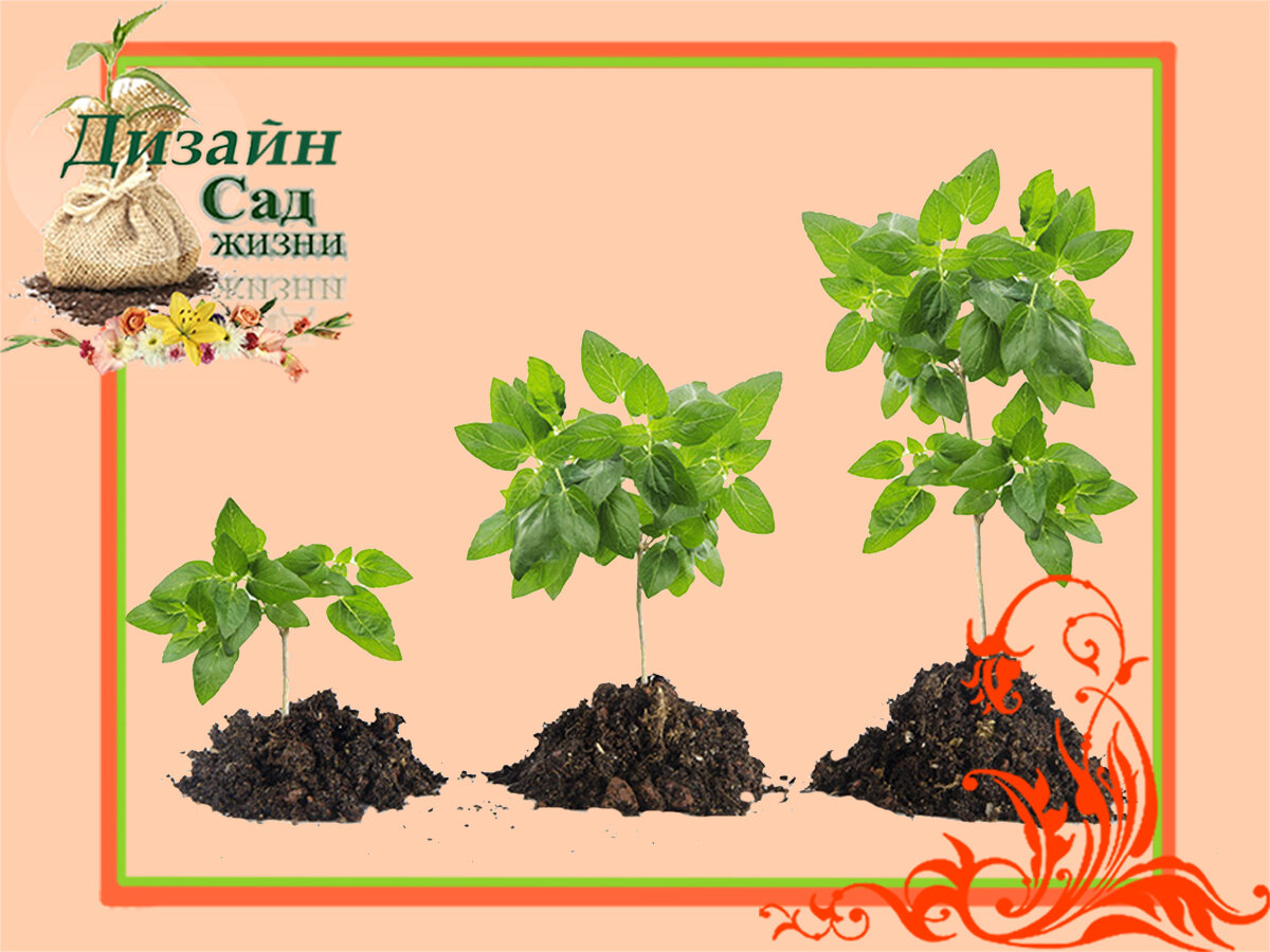 Сроки посадки саженцев садовых растений