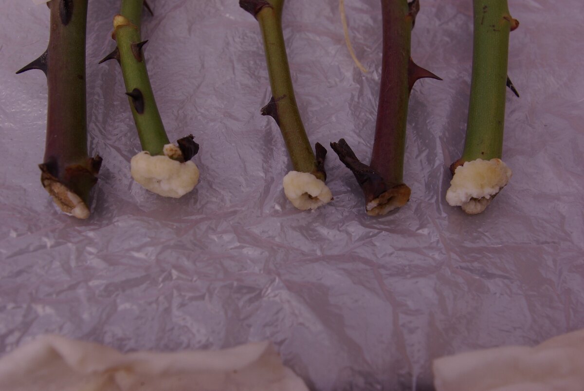 Шикарный каллус! Даже слишком! Можно было сажать уже раньше!