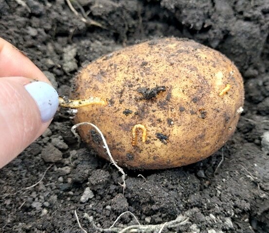 Проволочник в теплице с помидорами как избавиться. Проволочник на помидорах. Проволочник в теплице. Проволочник в томатах в теплице.