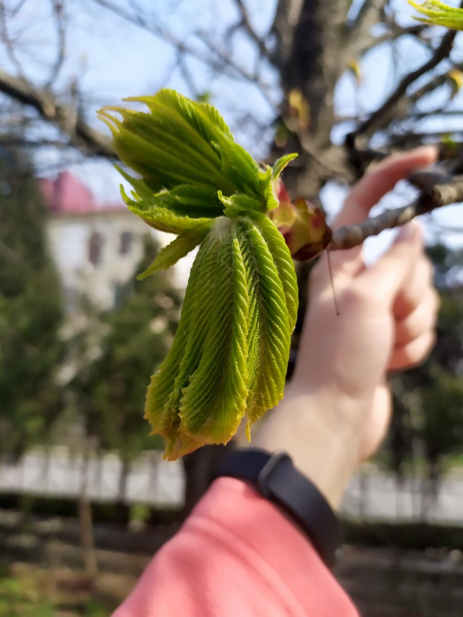 Кажется, каштаны!