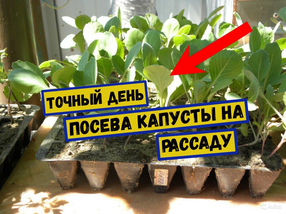 ТОЧНЫЙ ДЕНЬ ПОСЕВА КАПУСТЫ НА РАССАДУ!