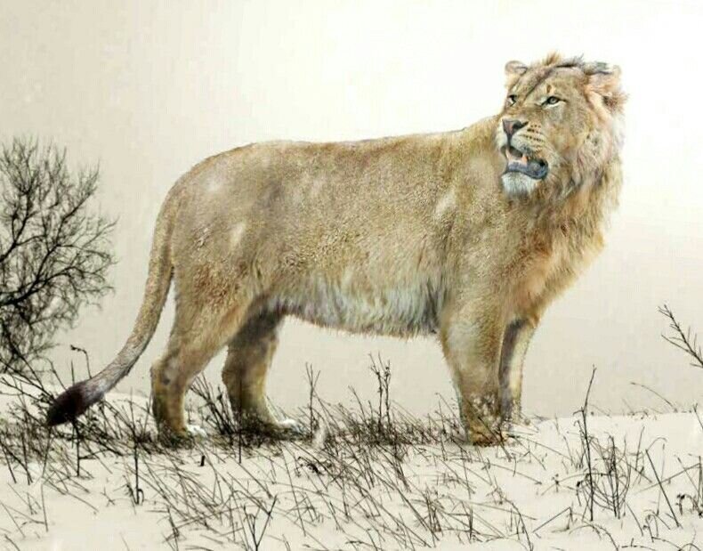 Мосбахский лев - самый первый лев в истории!