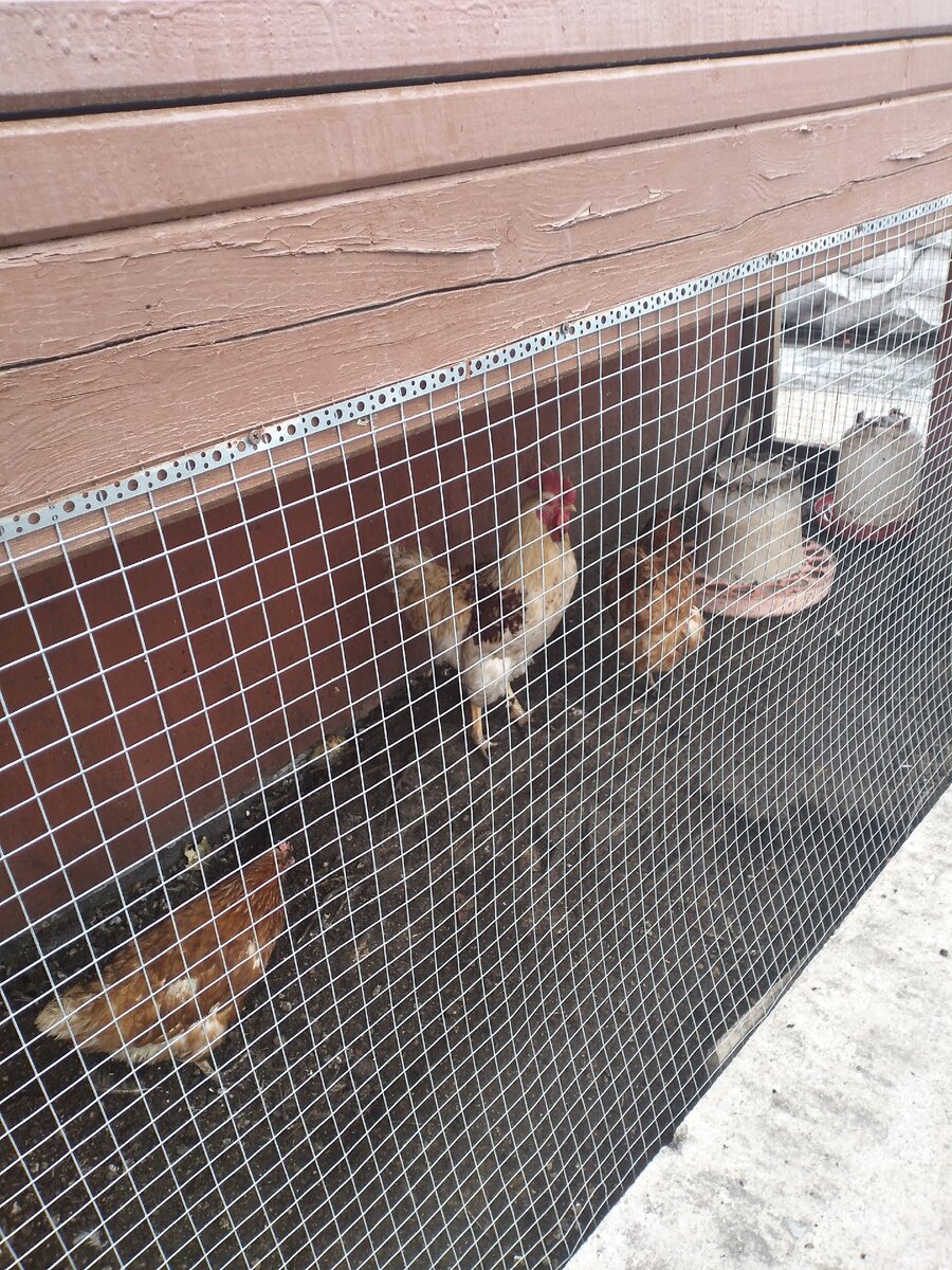 Мой петух и курицы 