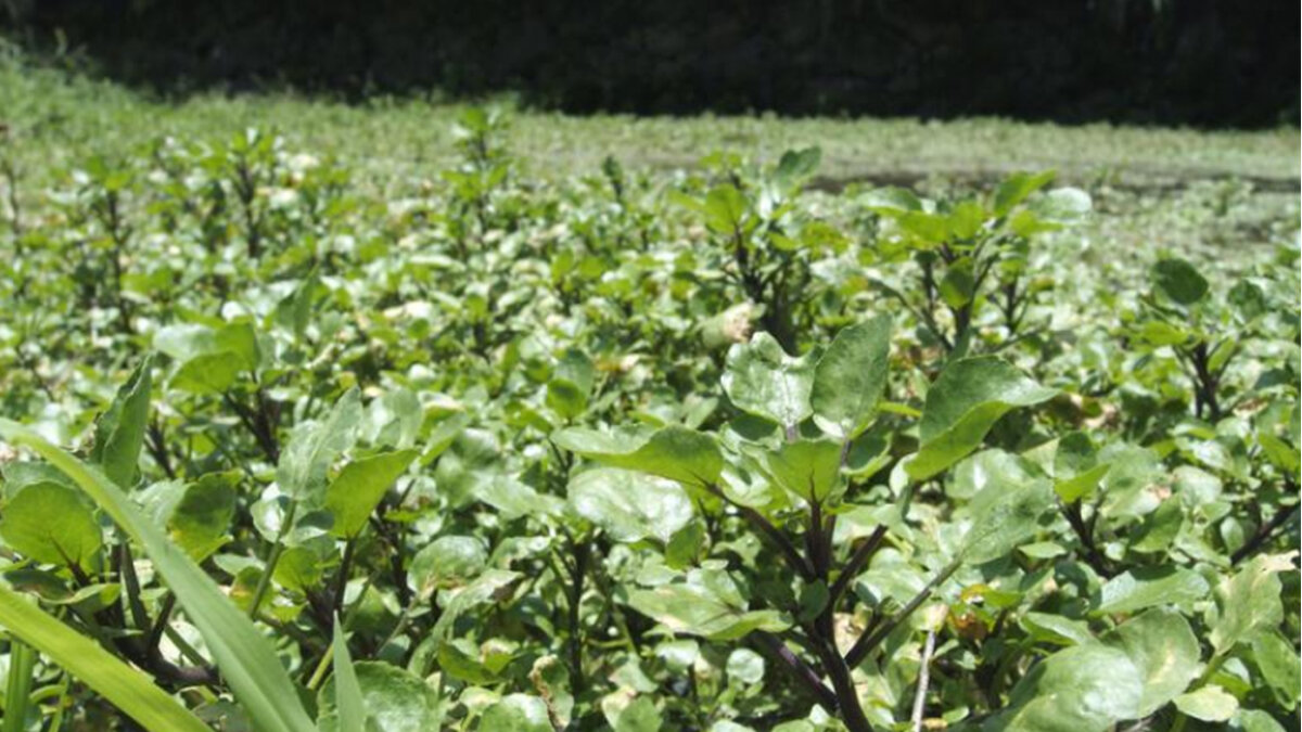 Выращивание кресс-салата на ферме.