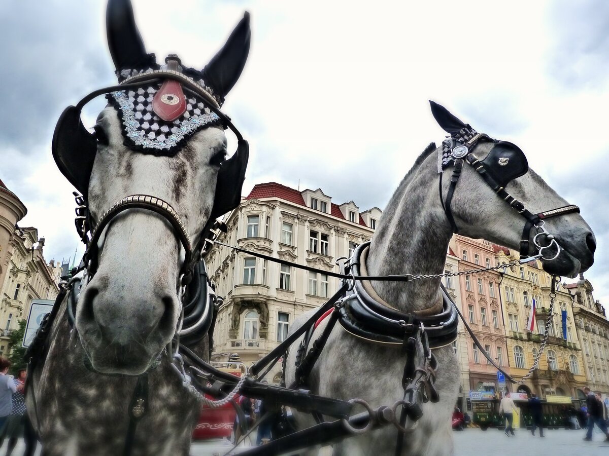 Средняя продолжительность жизни лошади от 25 до 30 лет.