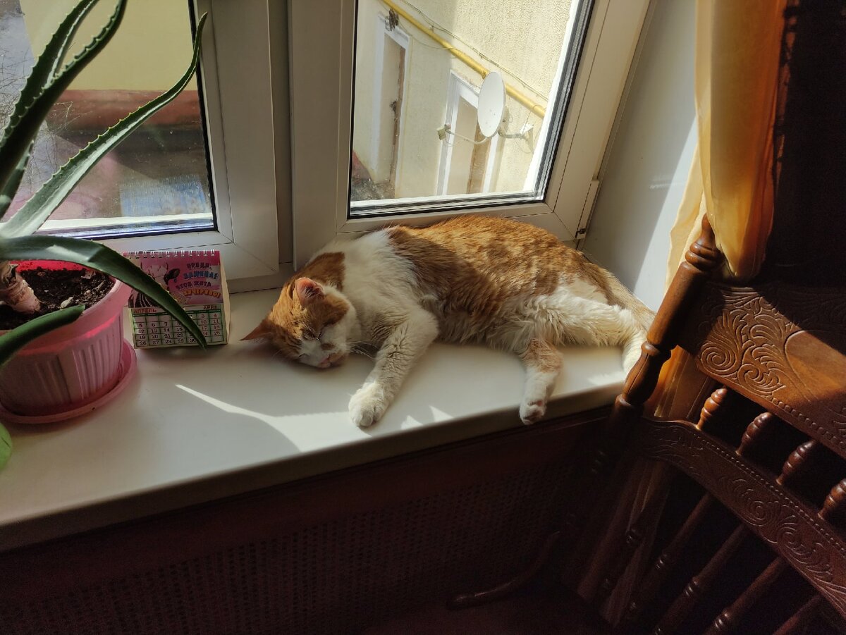 Спит на подоконнике