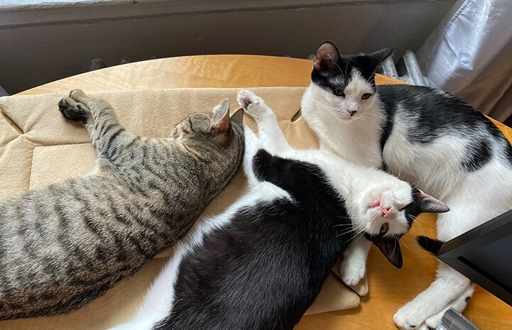 Авторское фото Александры Белден и Роберта Стетцель из журнала Best Friends. Источник: https://bestfriends.org/stories-blog-videos/latest-news/foster-adopts-three-kittens