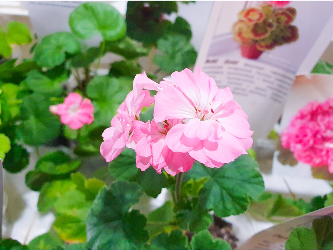 Приглянулась такая, нежно-розовая