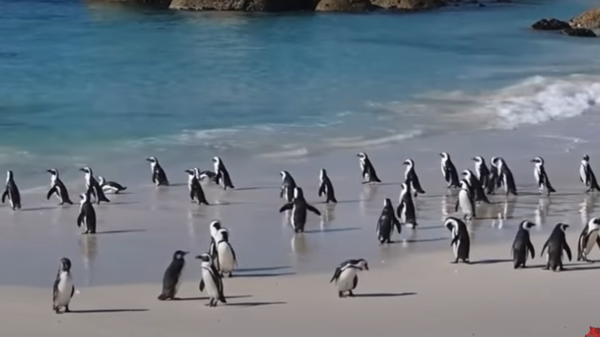 Пингвины купаются в океане. Фото из свободных источников